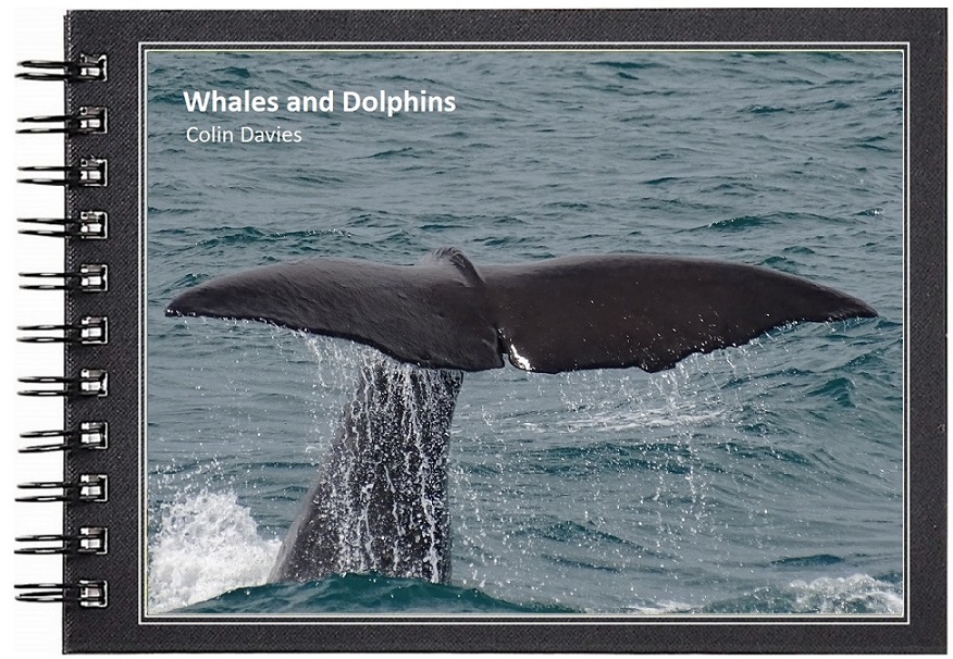 The Whale and Dolphin Blog