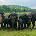 आरमोरी - कुलकुली परिसरात ६ हत्तीचे आगमन | Batmi Express