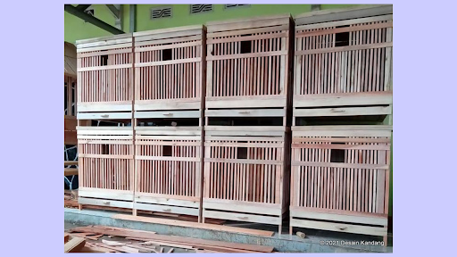 Desain Kandang Ayam Bangkok Tipe F