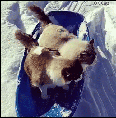 Amazing Cat GIF • 2 colorpoints Cats ֥‘Millie’ and ‘Milo’ enjoying sledding like kids [ok-cats-gifs.com]