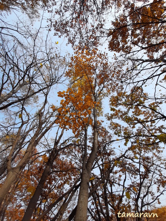 Мелкоплодник ольхолистный / Рябина ольхолистная (Micromeles alnifolia, =Sorbus alnifolia)