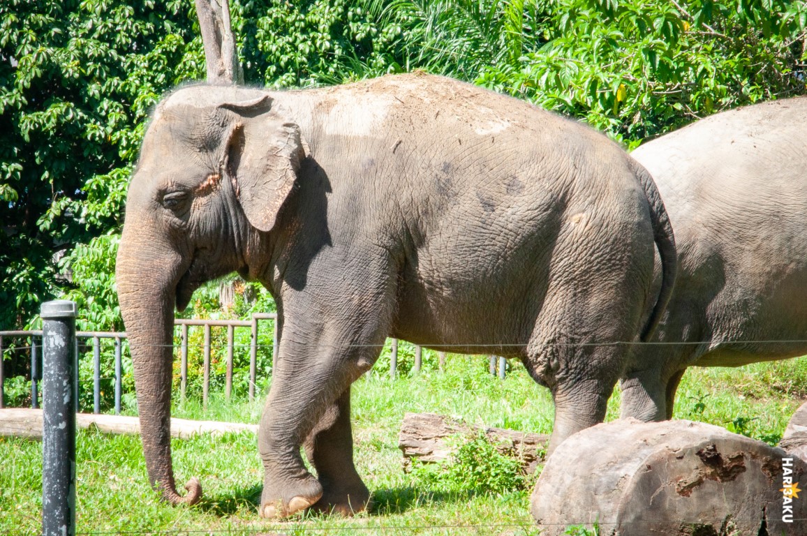 Gajah di Zoo Negara