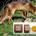 Θεσπρωτία: Ξεκινά η ρίψη εμβολίων αλεπούδων για τη λύσσα