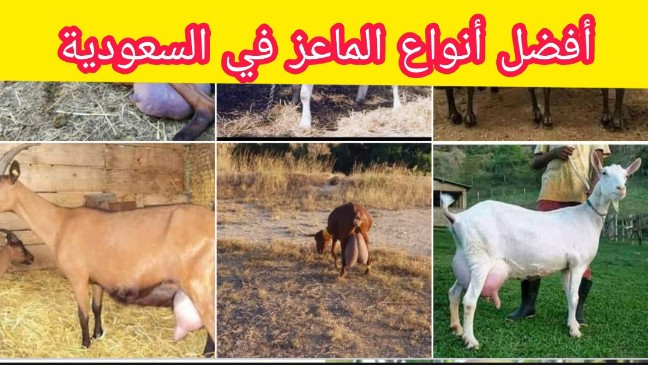 الماعز الحلوب في السعودية