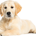 Cute Golden Retriever Puppy Dog Transparent Image