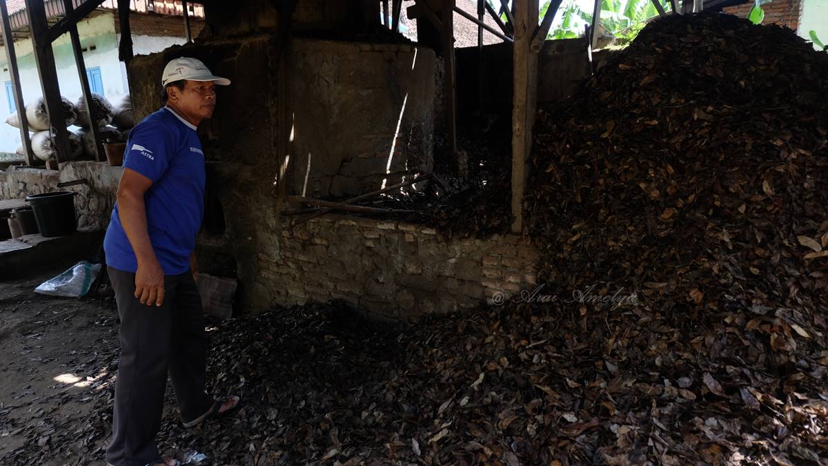 pakdhe Kasembadan dan tumpukan daun cengkih siap disuling