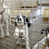          Projeto aprovado na Câmara proíbe uso de animais em testes cosméticos      