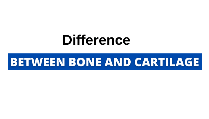 Difference between Bone and Cartilage