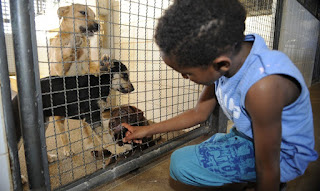 Objetivo é proteger animais recolhidos e estimular adoção | Foto: Fábio Pozzebom/Agência Brasil