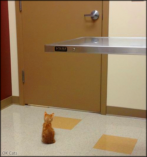 Art Cat GIF • Poor scared kitten can see ghosts through the door! [ok-cats.com]