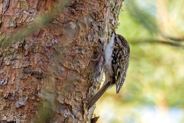 Treecreeper