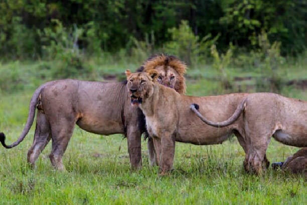 Do lions eat other lions?