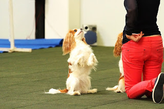 What do you know about Brain Training For Dogs