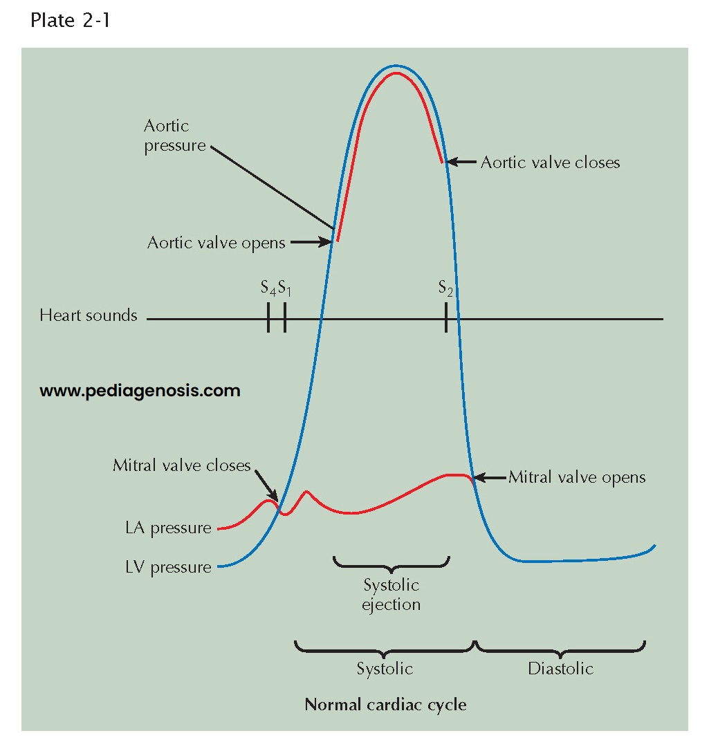 EVENTS IN THE CARDIAC CYCLE: LEFT VENTRICLE