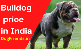 Bulldog price in India