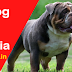 Bulldog price in India 2022 | Bulldog puppy price, Life Span, History, Characteristics