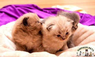 Birth of the cat and birth of the kittens: explanations