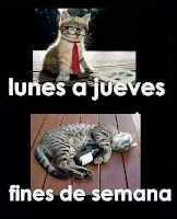 meme gato semana