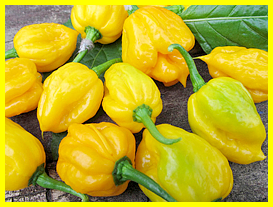 Papa Joe's Scotch Bonnet