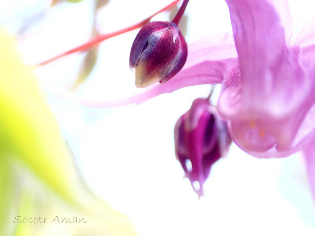 Epimedium grandiflorum