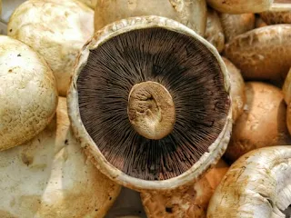 Top Mushroom Company in Namibia