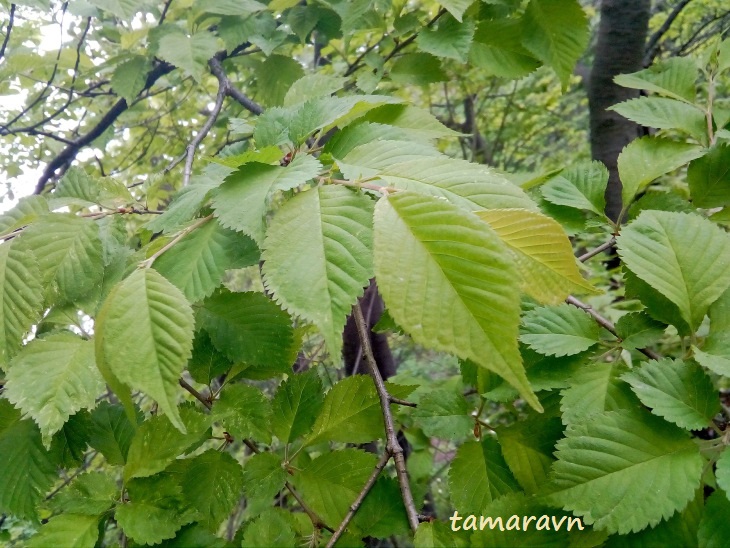 Вишня Максимовича / Черёмуха Максимовича (Cerasus maximowiczii, =Prunus maximowiczii, =Padus maximowiczii)