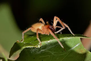 most venomous spiders,venomous spiders,venomous spider,most venomous spider,venomous,spider,most venomous spider in the world,most dangerous spiders,most poisonous spiders,10 most venomous spiders in the world,spiders,brazilian wandering spider,most venomous spiders in the world,spider bite,funnel web spider,poisonous spiders,yellow sac spider,black widow spider,dangerous spiders,most venomous spiders on earth,mouse spider,most dangerous spider