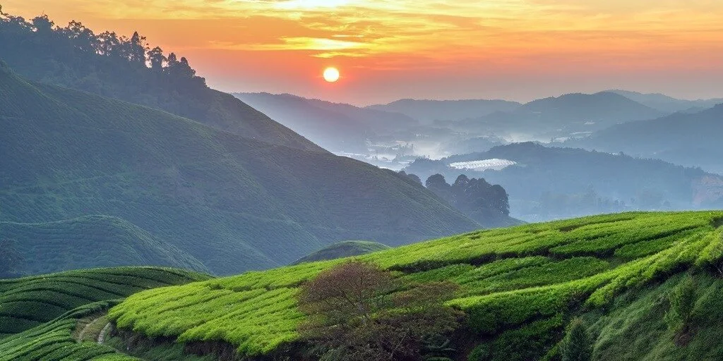 Cameron Highlands Malaysia