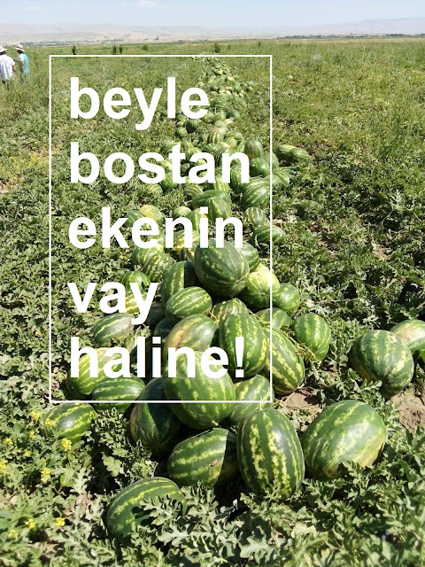 beyle bostan ekenin vay haline!