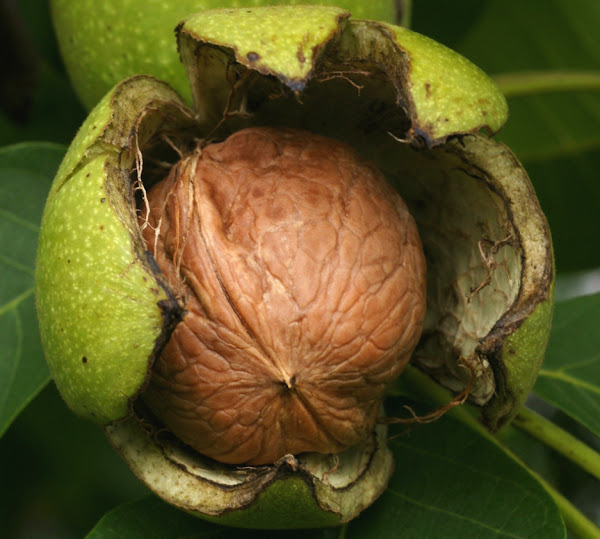 walnut farming, walnut farming business, commercial walnut farming, walnut farming business plan, walnut farming for beginners, how to start walnut farming, walnut farming for profits