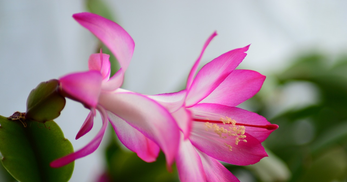 Christmas, Easter, or Thanksgiving Cactus? Spotting the differences and ...