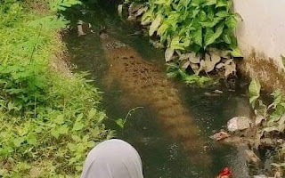 Viral Penampakan Buaya Besar di Kampung Baru Kota Palu