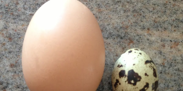How Many Quail Eggs Equal One Chicken Egg