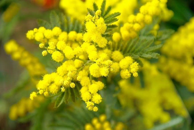 Coldiretti: il caldo fa sbocciare le mimose 2 mesi prima