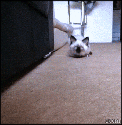 Funny Kitten GIF • Curious kitty walking towards camera, back and forth [ok-cats-gifs.com]