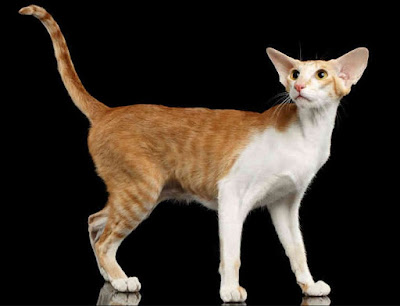 Karakter Ras Kucing Oriental Shorthair