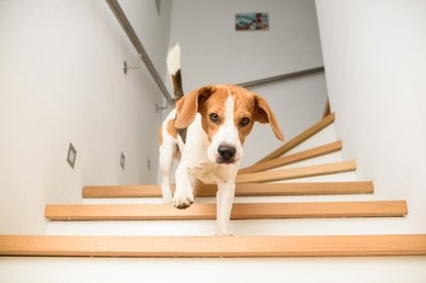 When Can Puppies Climb Stairs Safely