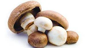 Top Mushroom Company In Ethiopia