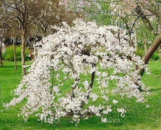 Prunus 'Moerheimii'