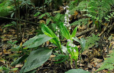 Calanthe aristulifera - Small Spike Calanthe care