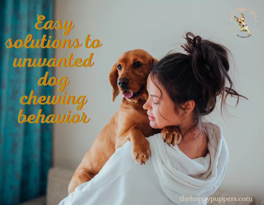 Stop your dog chewing problems