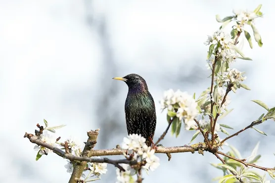 The singing of starlings during the spring is an exceptional experience