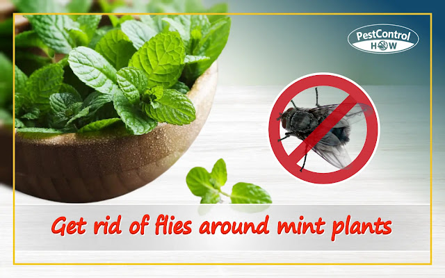 how-to-get-rid-of-flies-around-mint-plant