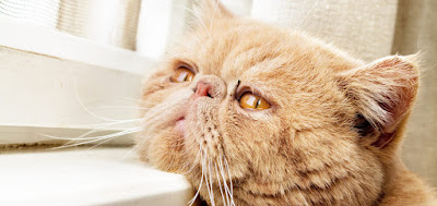 Cómo saber si tu gato está enfermo o triste