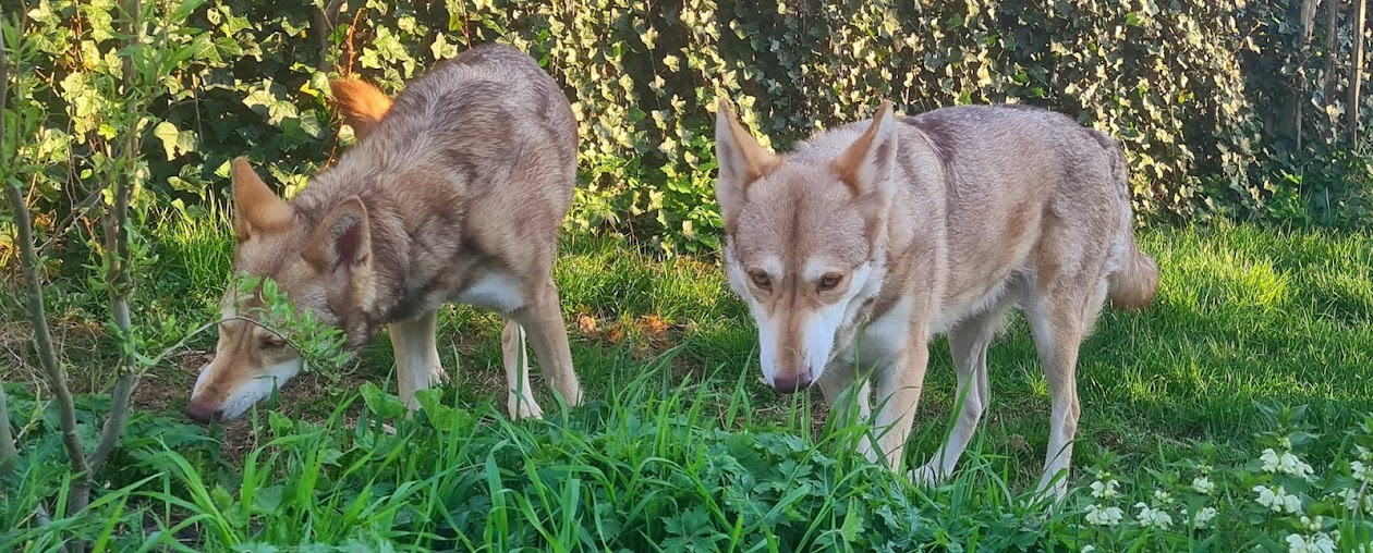 .Silva Amica Saarlooswolfhonden