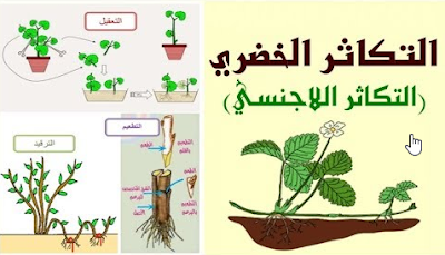 أنواع التكاثر الخضري ( الافتسال ، الترقيد ، الجذامير و التطعيم)