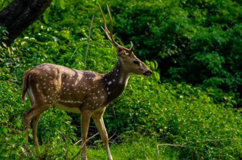 শান্তিনিকেতন থেকে ঢিল ছোড়া দূরত্বে বল্লভপুর অভয়ারণ‍্য  ঘুরে আসি চলুন 