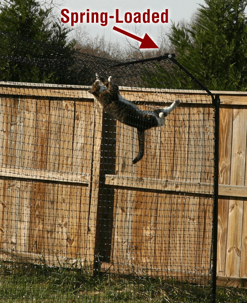 Cat climbing fence in cat enclosure