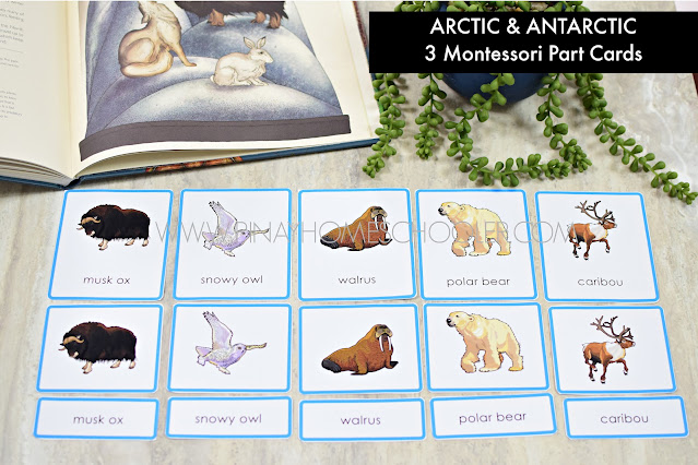 Arctic and Antarctic Preschool Center