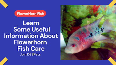 flowerhorn fish